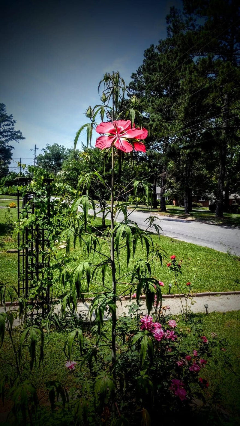 Load image into Gallery viewer, Heirloom Organic Texas Star Hibiscus Seeds (Aka Scarlet Rose Mallow, Swamp Hibiscus, Brilliant Hibiscus, Scarlet Hibiscus)
