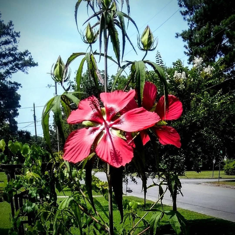 Load image into Gallery viewer, Heirloom Organic Texas Star Hibiscus Seeds (Aka Scarlet Rose Mallow, Swamp Hibiscus, Brilliant Hibiscus, Scarlet Hibiscus)
