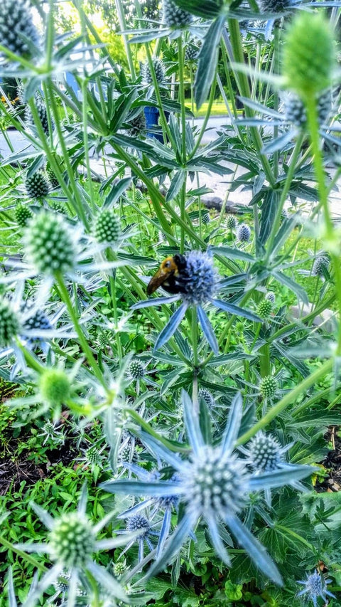 Heirloom Organic Blue Sea Holly Flower, additional product view 2
