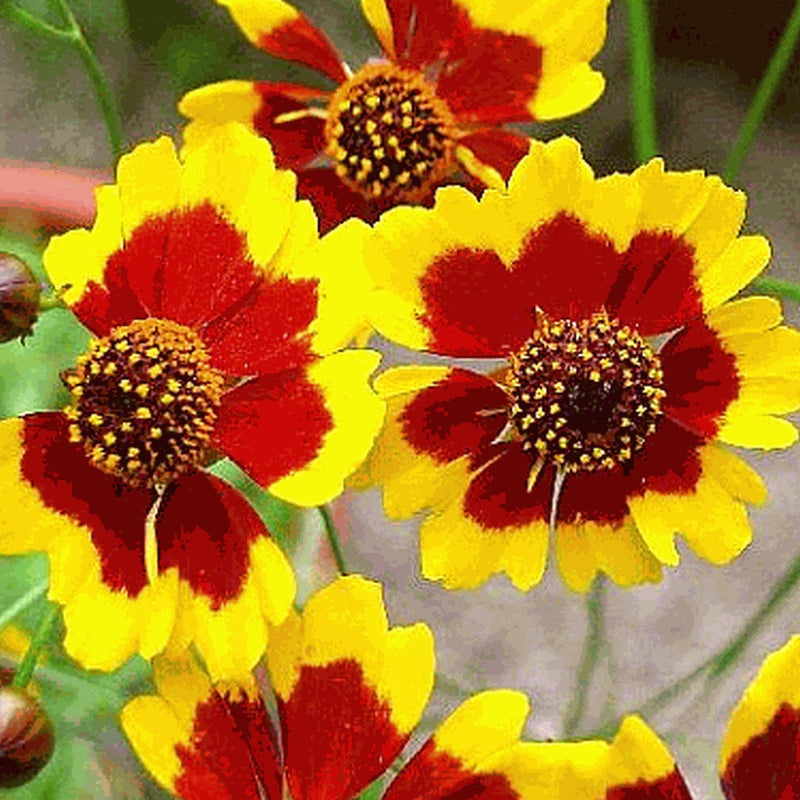 Load image into Gallery viewer, Heirloom Organic Plains Coreopsis Seeds (AKA Coreopsis Tinctoria, Plains Coreopsis, Garden Coreopsis, Golden Tickseed, Calliopsis)
