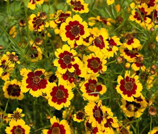 Load image into Gallery viewer, Heirloom Organic Plains Coreopsis Seeds (AKA Coreopsis Tinctoria, Plains Coreopsis, Garden Coreopsis, Golden Tickseed, Calliopsis)
