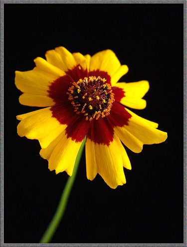 Load image into Gallery viewer, Heirloom Organic Plains Coreopsis Seeds (AKA Coreopsis Tinctoria, Plains Coreopsis, Garden Coreopsis, Golden Tickseed, Calliopsis)
