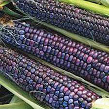 Organic Heirloom Native American Blue Hopi Corn seeds package, GrowTime Garden Supply