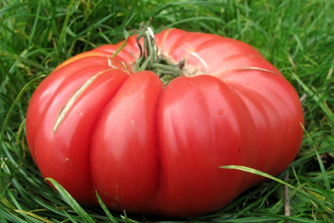 Heirloom Organic Pink Tiffen Mennonite Tomato Seeds, additional product view 2