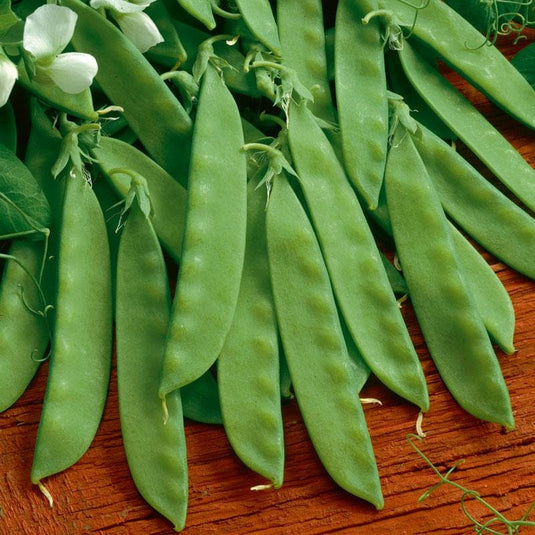 Heirloom Organic Sugar Daddy Stringless Pea Seeds