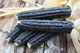 Load image into Gallery viewer, RARE  (NATIVE AMERICAN) Heirloom Organic Black Aztec Corn Seeds (Black Mexican Corn) Seeds

