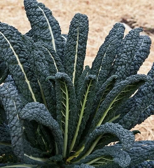 Heirloom Organic Black Magic Lacinato Kale Seeds