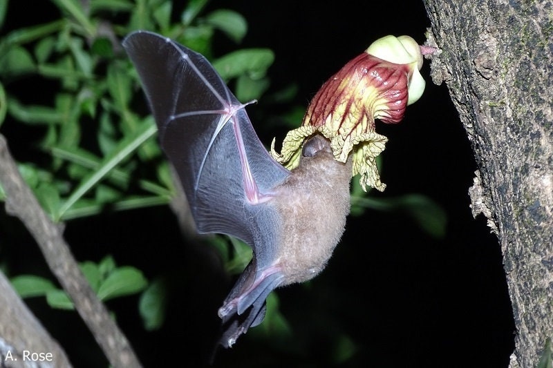 Load image into Gallery viewer, RARE Organic Heirloom Calabash Fruit Tree Seeds
