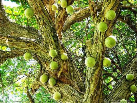 Rare Organic Heirloom Calabash Fruit Tree seeds package, GrowTime Garden Supply