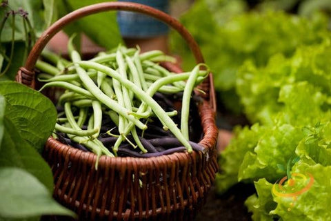 Organic Heirloom Top Crop Bush Bean Garden Seeds, additional product view 2