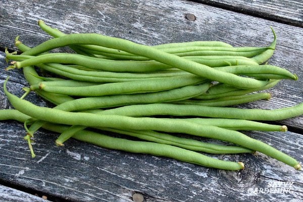 Load image into Gallery viewer, Organic Heirloom Top Crop Bush Bean Garden Seeds

