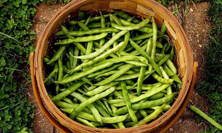 Load image into Gallery viewer, Heirloom Organic Dwarf Gray Sugar Garden Peas Seeds
