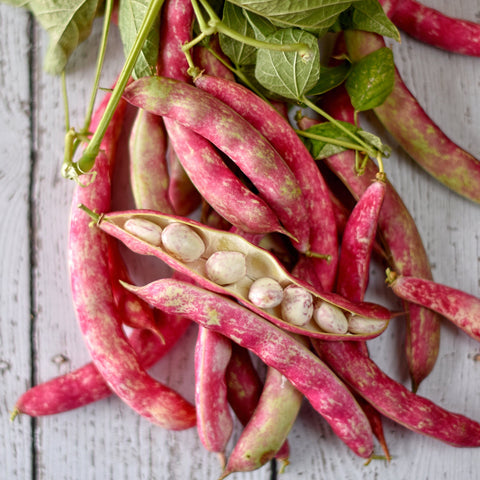 Organic Heirloom Red Cargamanto Bean seeds package, GrowTime Garden Supply