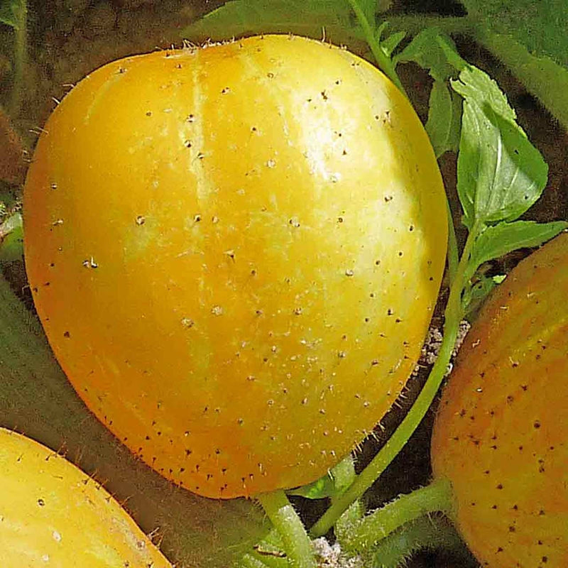 Load image into Gallery viewer, Rare Heirloom Organic Lemon Cucumber Seeds
