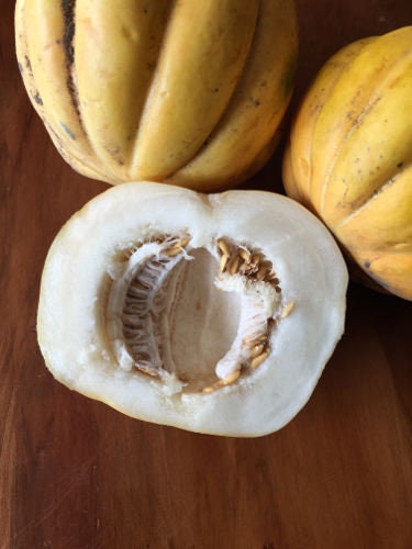 Rare Endangered Zapotillo Melon seeds package, GrowTime Garden Supply