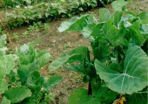 ENDANGERED!!!!! Heirloom Organic Pilgrim's Kale Seed !!!ENDANGERED PLANT species super rare!, additional product view 2