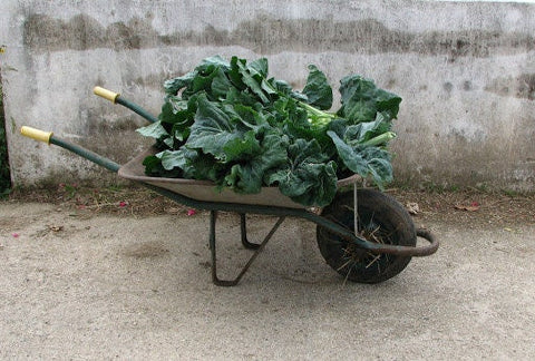Endangered Heirloom Organic Pilgrim's Kale seeds package, GrowTime Garden Supply