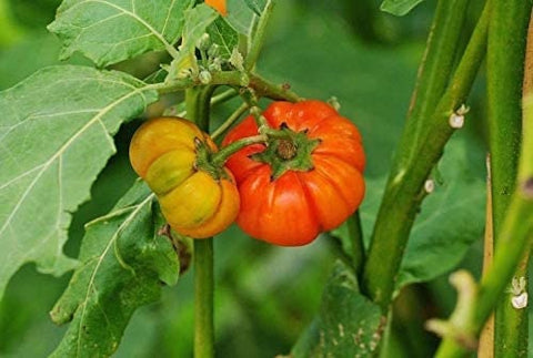 Rare Endangered Rwandan Eggplant seeds package, GrowTime Garden Supply