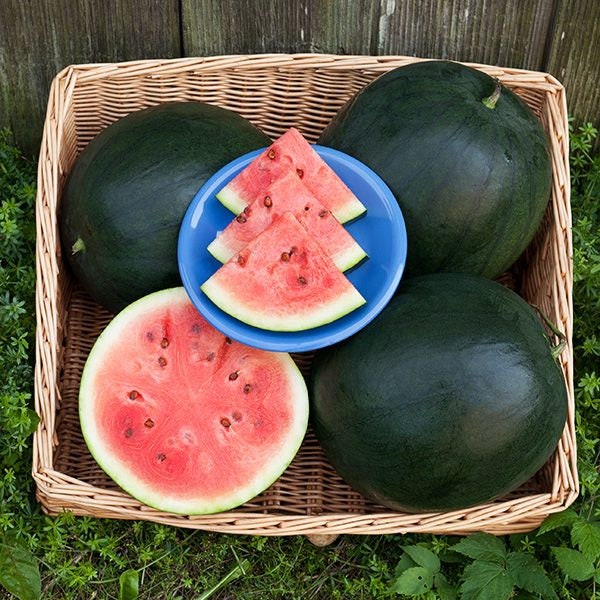 Load image into Gallery viewer, Organic Heirloom Blacktail Mountain Watermelon Seeds
