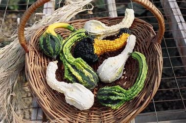 Load image into Gallery viewer, Heirloom Organic Autumn Wings Gourd Seeds
