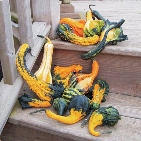 Heirloom Organic Autumn Wings Gourd Seeds, additional product view 2