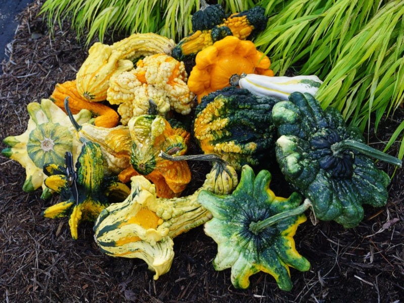 Load image into Gallery viewer, Heirloom Organic Autumn Wings Gourd Seeds
