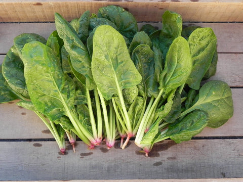 Heirloom Organic Whale Spinach Seeds, additional product view 2