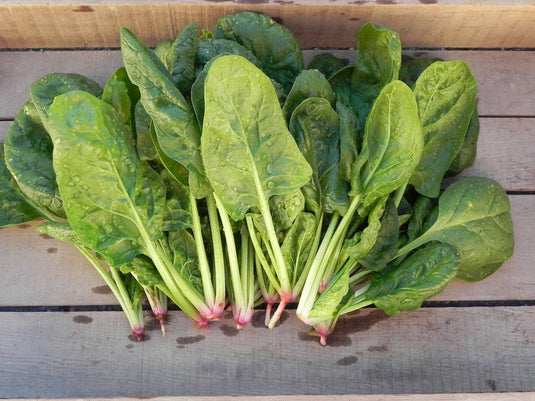 Heirloom Organic Whale Spinach Seeds