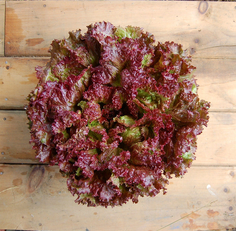 Load image into Gallery viewer, Heirloom Organic New Red Fire Lettuce Seeds
