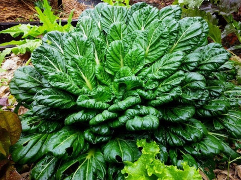 Heirloom Organic Tatsoi Mustard Greens seeds package, GrowTime Garden Supply