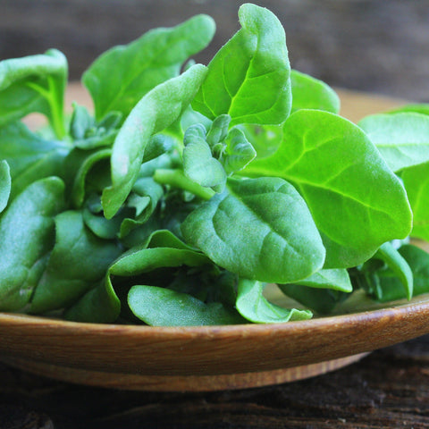Heirloom Organic New Zealand Spinach seeds package, GrowTime Garden Supply