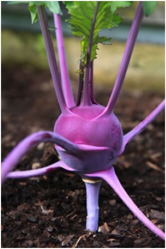 Load image into Gallery viewer, Heirloom Organic Azur Star Kohlrabi Seeds

