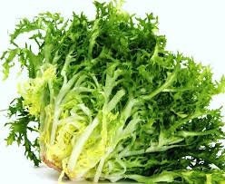 Heirloom Organic Green Curled Ruffec Endive Seeds Aka Chicory seeds, additional product view 2