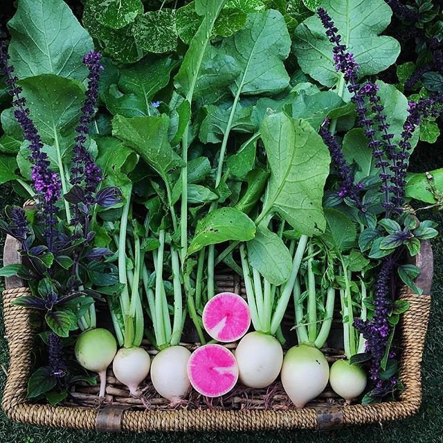 Load image into Gallery viewer, Asian Heirloom Organic Watermelon Radish Seeds
