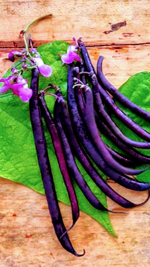 Organic Heirloom Purple Coronet Southern Pea seeds package, GrowTime Garden Supply