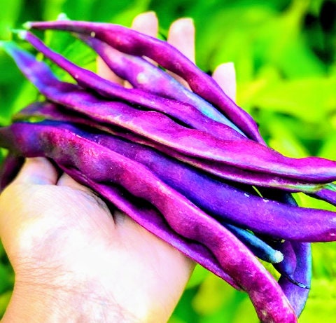 Heirloom Organic Royalty Purple Pod Garden Bean Seeds, additional product view 2