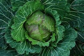 Load image into Gallery viewer, Heirloom Organic Danish Ballhead Cabbage Seeds
