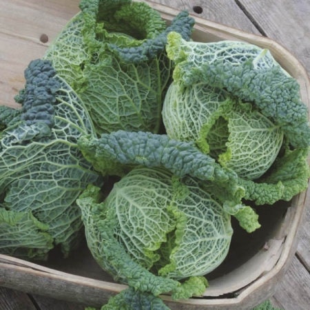 Load image into Gallery viewer, Heirloom Organic Danish Ballhead Cabbage Seeds
