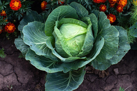 Heirloom Organic Danish Ballhead Cabbage seeds package, GrowTime Garden Supply