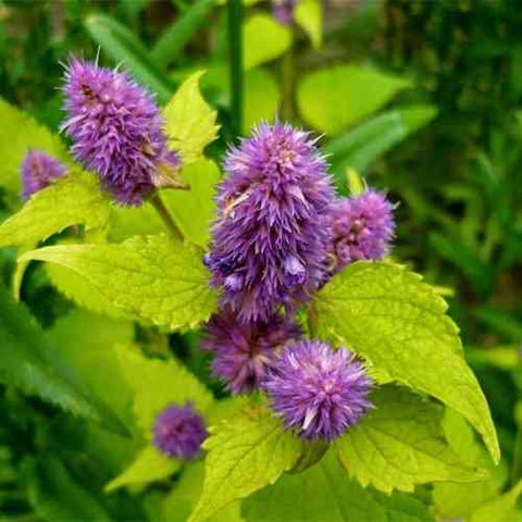 Heirloom Organic Korean Mint seeds package, GrowTime Garden Supply