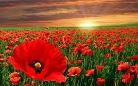 Heirloom Red Corn Seeds (aka RemembraPoppy nce Poppy, Flander's poppy, Field Poppy), additional product view 2