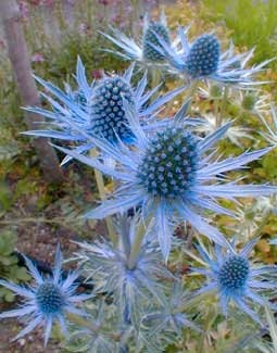 Load image into Gallery viewer, Heirloom Organic Blue Sea Holly Flower

