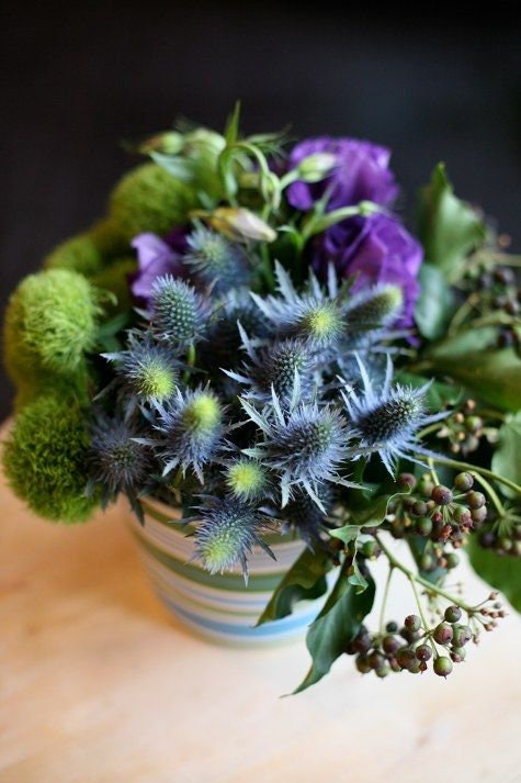 Heirloom Organic Blue Sea Holly Flower seeds package, GrowTime Garden Supply