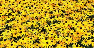 Load image into Gallery viewer, Heirloom Organic Black-eyed Susans Flower Seeds
