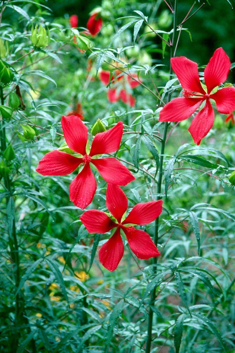 Load image into Gallery viewer, Heirloom Organic Texas Star Hibiscus Seeds (Aka Scarlet Rose Mallow, Swamp Hibiscus, Brilliant Hibiscus, Scarlet Hibiscus)
