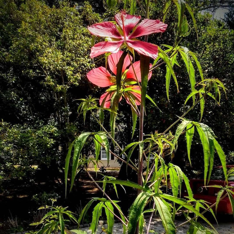Load image into Gallery viewer, Heirloom Organic Texas Star Hibiscus Seeds (Aka Scarlet Rose Mallow, Swamp Hibiscus, Brilliant Hibiscus, Scarlet Hibiscus)
