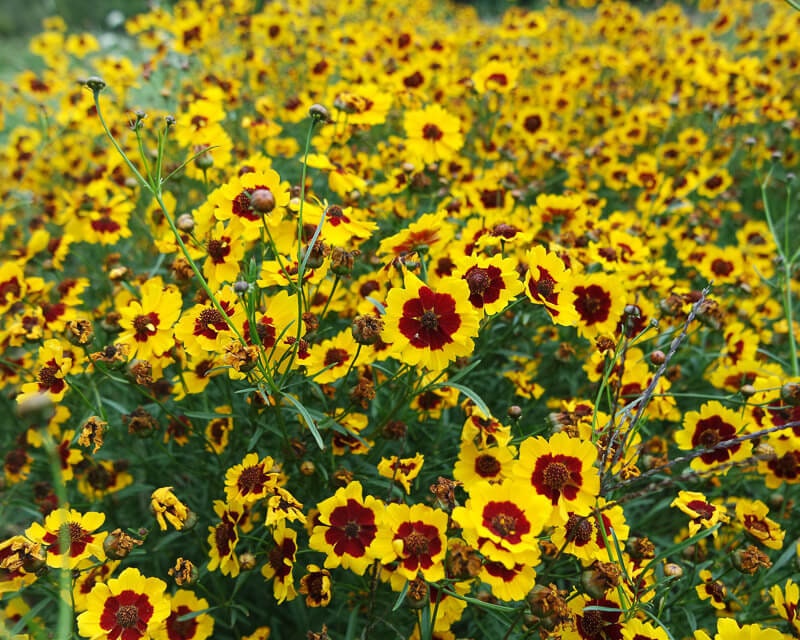 Load image into Gallery viewer, Heirloom Organic Plains Coreopsis Seeds (AKA Coreopsis Tinctoria, Plains Coreopsis, Garden Coreopsis, Golden Tickseed, Calliopsis)
