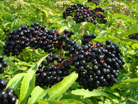 Heirloom Organic American Elderberry seeds package, GrowTime Garden Supply