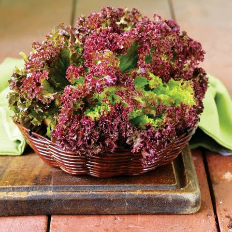 Heirloom Organic New Red Fire Lettuce seeds package, GrowTime Garden Supply