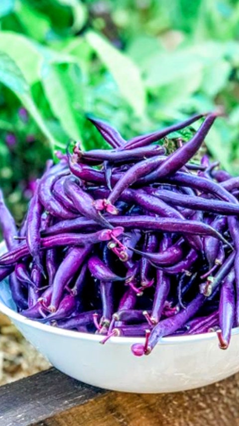 Heirloom Organic Cow Peas Pinkeye Purple Hull Seeds, additional product view 2